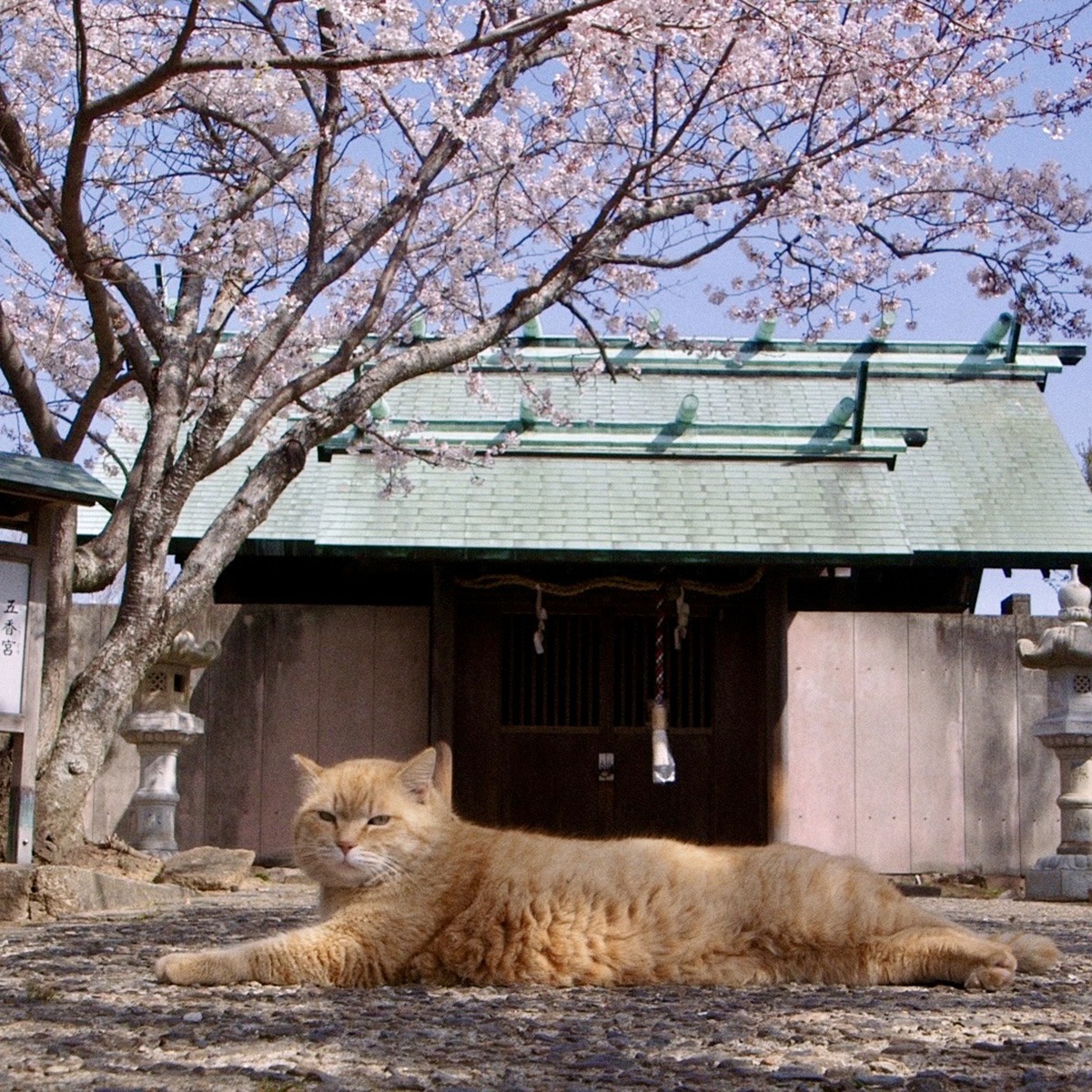 A cat lying on the ground in front of a blooming tree.