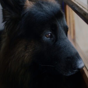 A dog looking out a window.