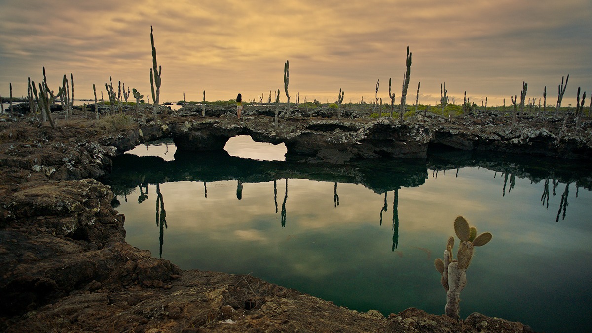 A cactus in the water.