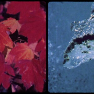 Red leaves beside blue water.